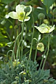 PAPAVER ERIOCARPA