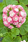 PELARGONIUM APPLE BLOSSOM ROSEBUD