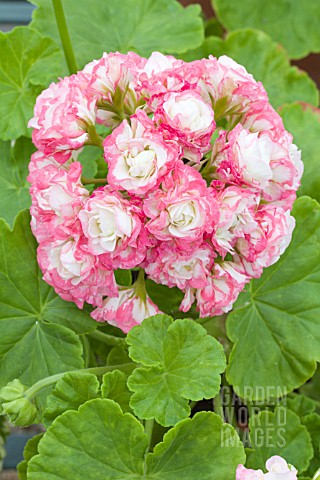 PELARGONIUM_APPLE_BLOSSOM_ROSEBUD