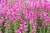 SALVIA HORMINIUM MARBLE ARCH PINK