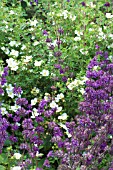 SALVIA VERTICILLATA PURPLE RAIN & POTENTILLA FRUTICOSA ABBOTSWOOD