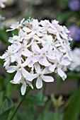 SILENE ARMERIA ELECTRA