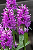 STACHYS OFFICINALIS HUMMELO