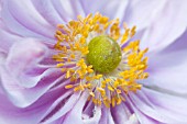 ANEMONE HYBRIDA MARGARETE