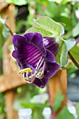 COBEA SCANDENS