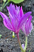 COLCHICUM BIVONAE