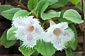 EPISCIA (ALSOBIA) SAN MIGUEL