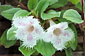 EPISCIA (ALSOBIA) SAN MIGUEL