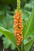 HEDYCHIUM DENSIFLORUM