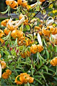 LILIUM LANCIFOLIUM (TIGRINUM)