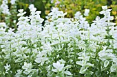 SALVIA HORMINIUM MARBLE ARCH WHITE