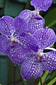 VANDA ROTHCHILDIANA