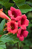 CAMPSIS RADICANS