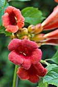 CAMPSIS RADICANS