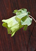 COBEA SCANDENS