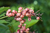 MAIANTHEMUM RACEMOSUM (SMILACINA RACEMOSA)