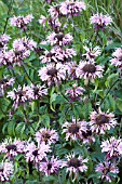 MONARDA CROFTWAY PINK