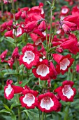 PENSTEMON RUBICUNDUS