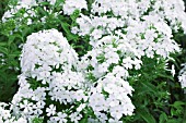 PHLOX PANICULATA WHITE ADMIRAL