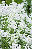 SALVIA HORMINIUM MARBLE ARCH WHITE