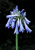 AGAPANTHUS INAPERTUS LYDENBURG