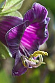 COBEA SCANDENS