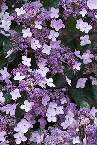 HYDRANGEA_ASPERA_VILLOSA_GROUP