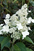 HYDRANGEA PANICULATA GRANDIFLORA