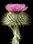 ONOPORDUM ACANTHIUM, (SCOTCH THISTLE)