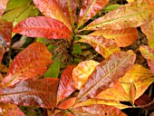 RHODODENDRON JAPONICUM