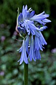 AGAPANTHUS INAPERTUS LYDENBURG