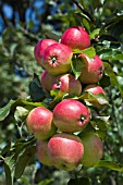 MALUS DOMESTICA ROYAL GALA