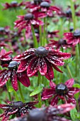 RUDBECKIA CHERRY BRANDY