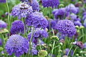 SCABIOSA OXFORD BLUE