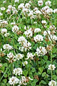 TRIFOLIUM REPENS