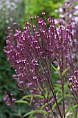 VERBENA HASTATA PINK SPIRES