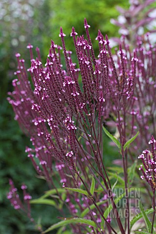 VERBENA_HASTATA_PINK_SPIRES