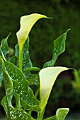 ZANTEDESCHIA ELLIOTTIANA