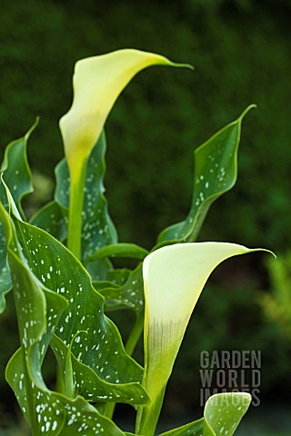 ZANTEDESCHIA_ELLIOTTIANA