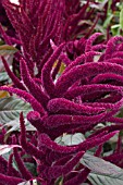 AMARANTHUS MARVEL BRONZE