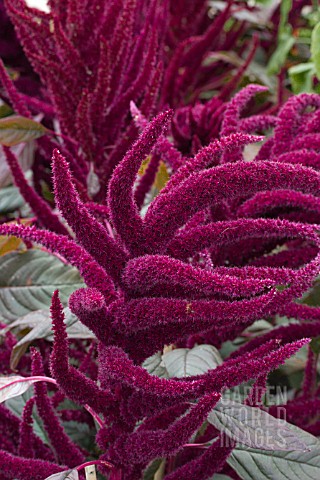 AMARANTHUS_MARVEL_BRONZE