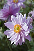 ANEMONE HYBRIDA MARGARETE