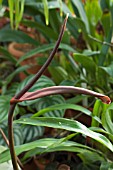 ANTHURIUM CRYSTALLINUM