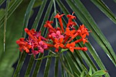 BOUVARDIA TERNIFOLIA