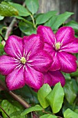 CLEMATIS VOLUCEAU