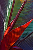 ENSETE VENTRICOSUM MAURELII