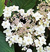 HYDRANGEA INVOLUCRATA MULTIPLEX