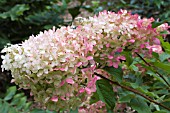 HYDRANGEA PANICULATA PINK DIAMOND (INTERHYDIA)