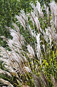 MISCANTHUS GRACILLIMUS