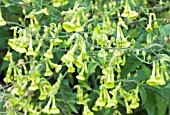 NICOTIANA LANGSDORFFII